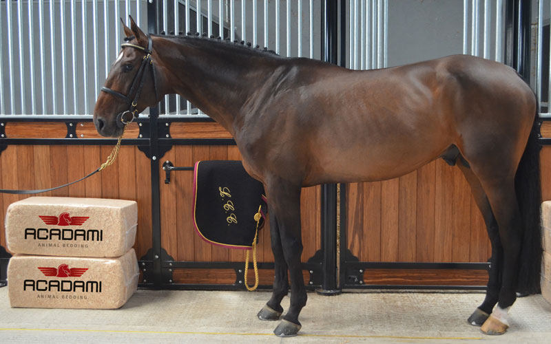 Horse in stables with bales of Acadami Wood Shavings